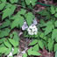 Actaea pachypoda